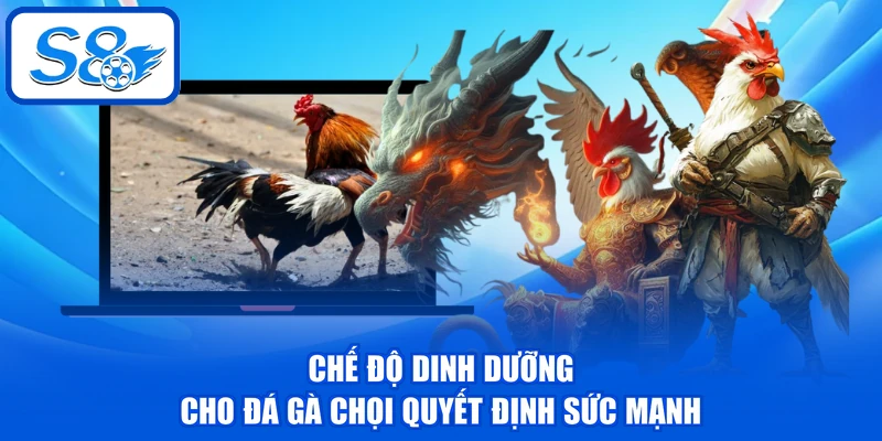Chế độ dinh dưỡng cho đá gà chọi quyết định sức mạnh