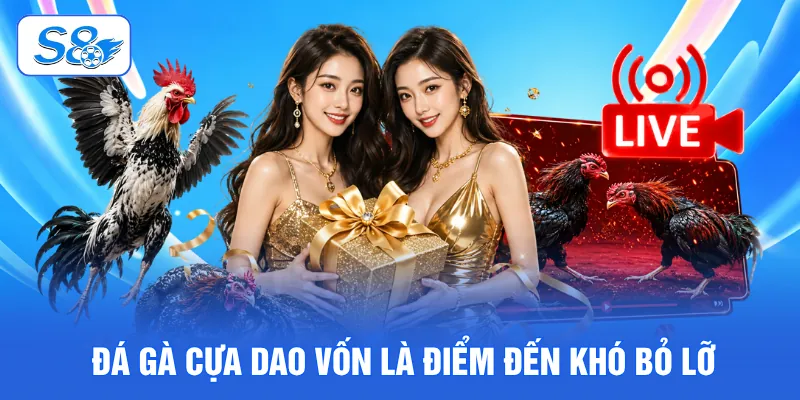 Đá gà cựa dao vốn là điểm đến khó bỏ lỡ