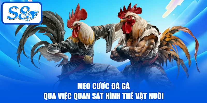 Mẹo cược đá gà qua việc quan sát hình thể vật nuôi