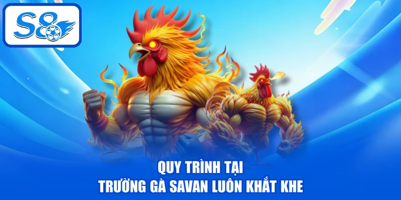 Quy trình tại trường gà Savan luôn khắt khe